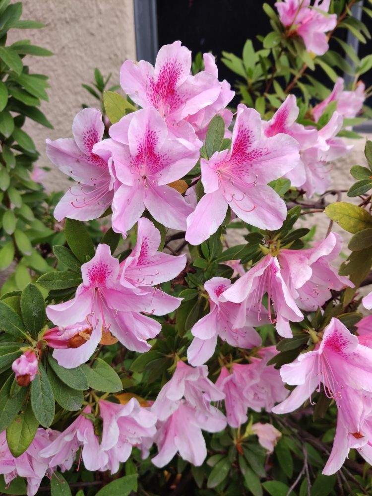 Pink Azalea flowers 