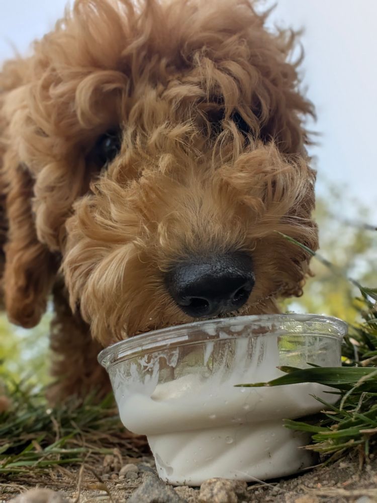 My goldendoodle eating ice cream...