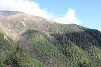 Photograph showing an alpine treeline (Manang) with different tree species in the central Himalayas.Birches (brown color) at top are followed by firs (dark green) and pines (light green).