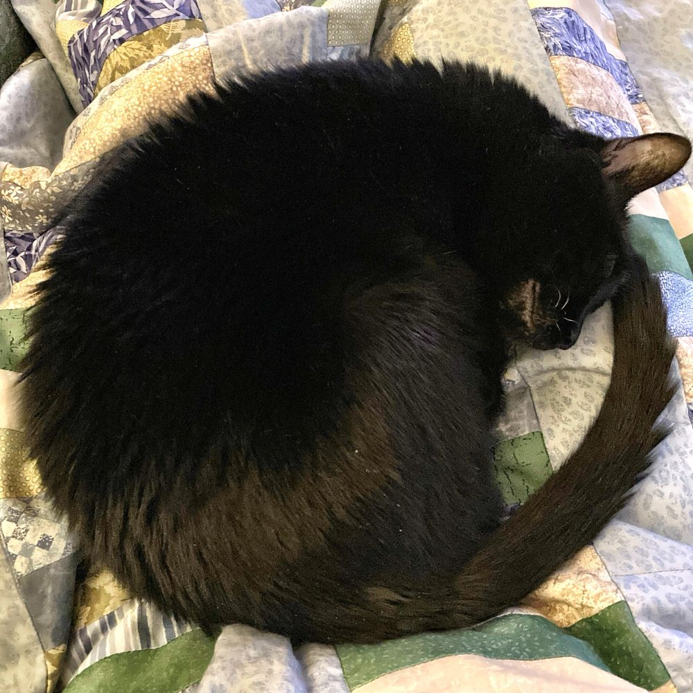 Beautiful black cat snoozing in a perfect circle on my quilt, on my lap, on my sofa. 