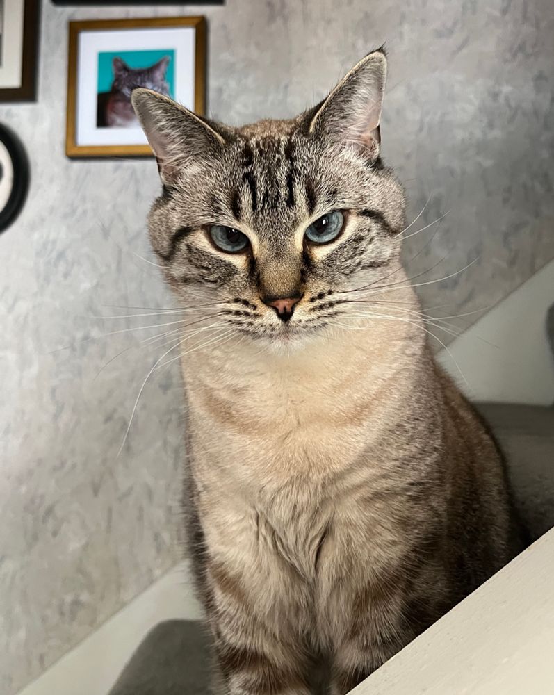 Original photo of a buff colored cat with black and brown markings. He sits on carpeted stairs looking out through a wooden railing. 