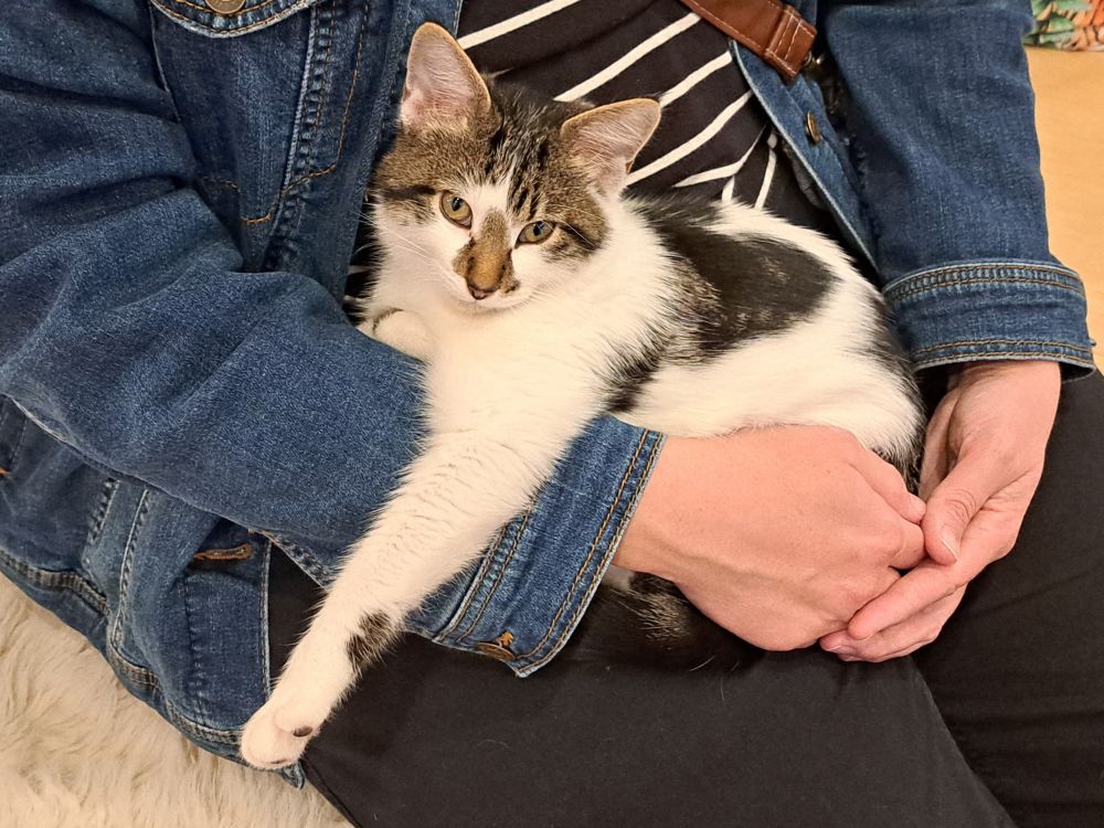 Same cat as before but his left arm is stretched out and dangling over the lady’s arm. Cat has his eyes open and is staring defiantly at the cameraman. 