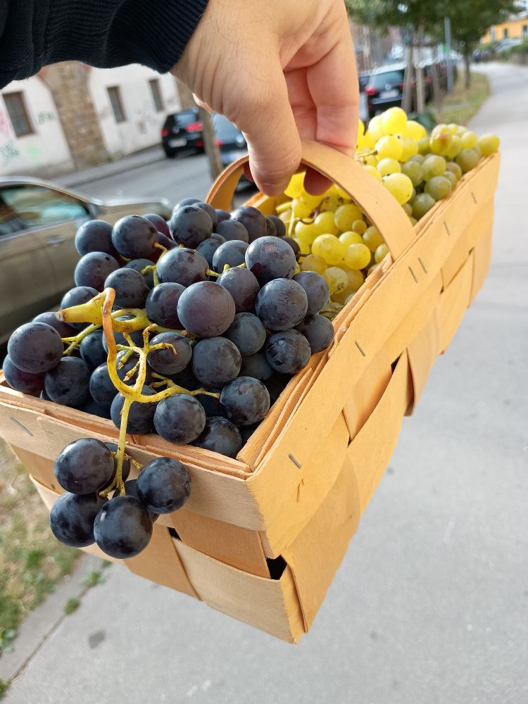 Korb voll mit Weintrauben.