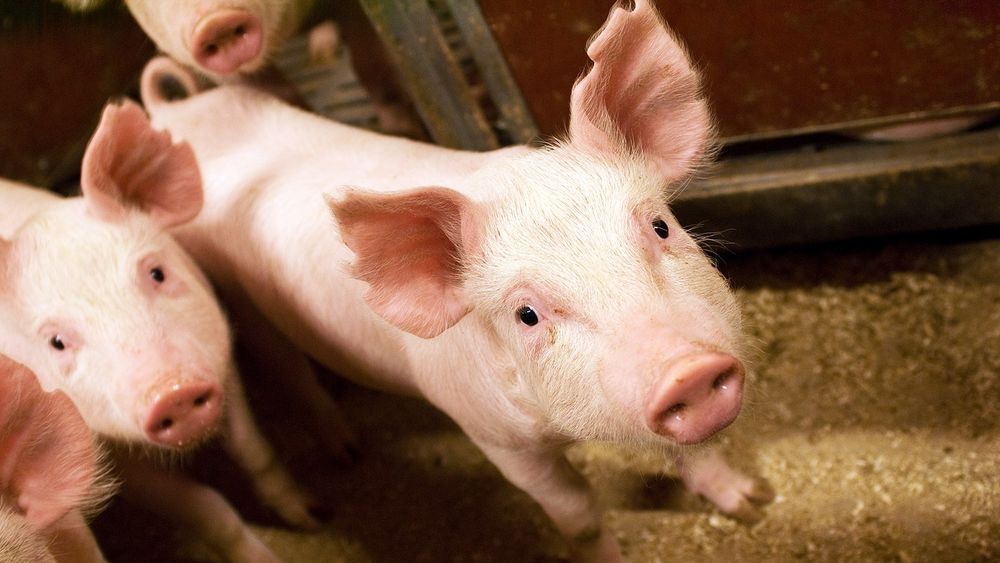 Kuva possuista. Kuva: Anniina Kivilahti