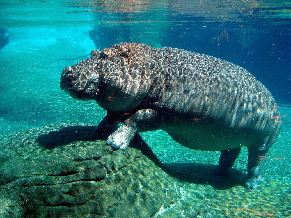 Completely submerged hippo (San Diego Zoo)