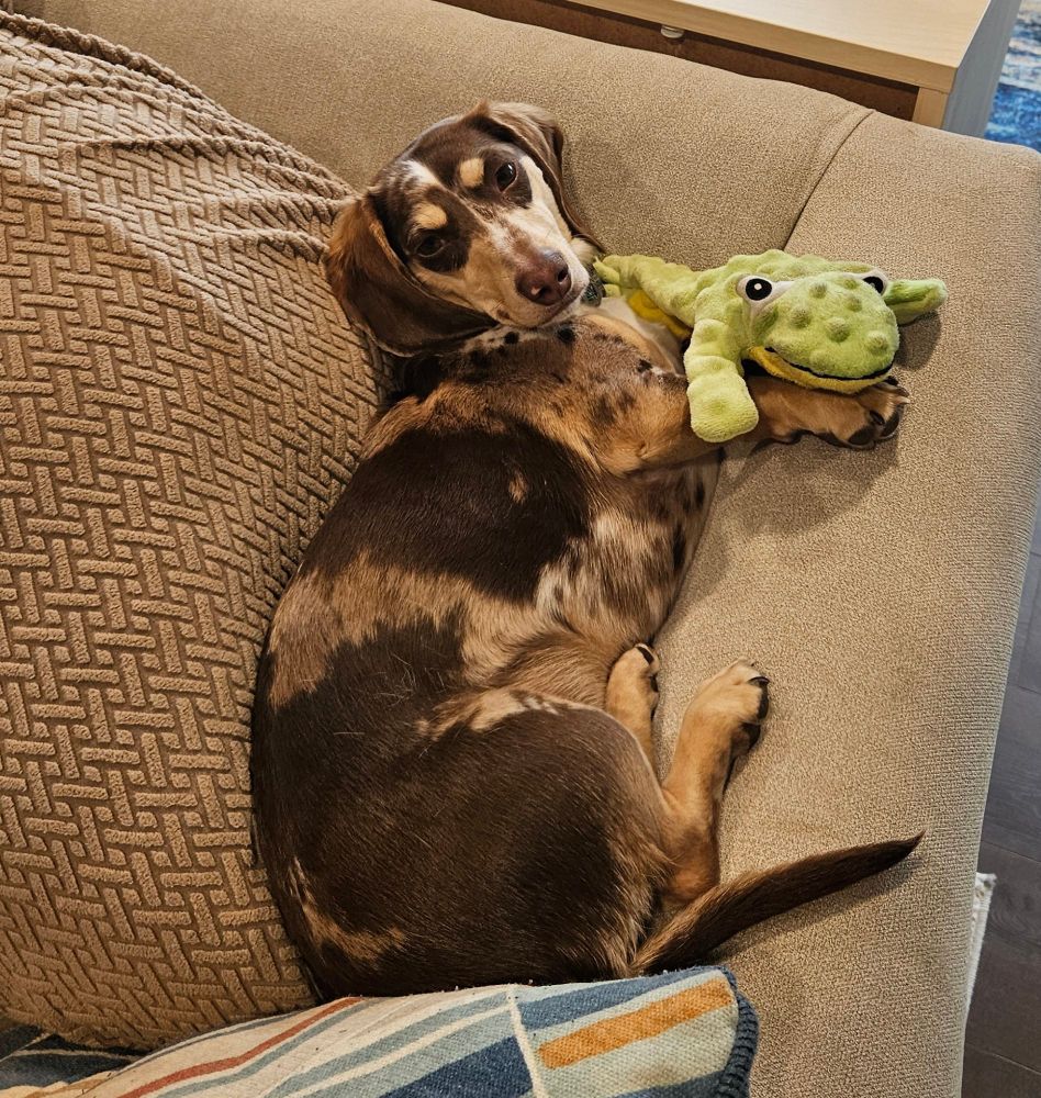 Dachshund sitting on back of couch cuddling with frog toy