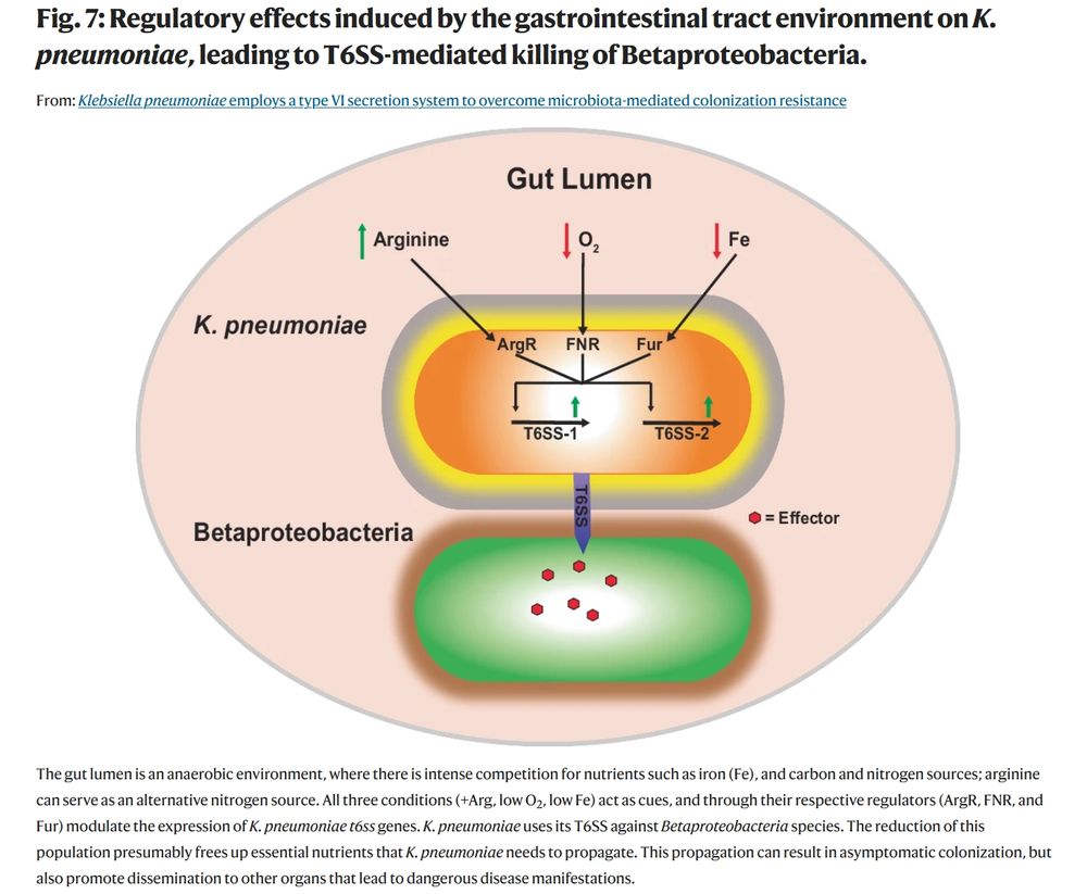 Figure summarizing the regulatory effects induced by the gastrointestinal tract environment on Klebsiella pneumoniae, leading to T6SS-mediated killing of Betaproteobacteria.