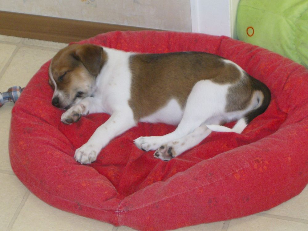 Ein braun weisser Hundewelpe schläft auf einem roten Stoffkissen.