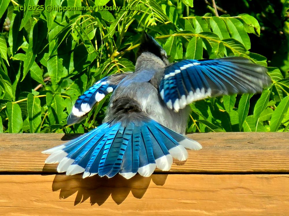Bluejay speading it's wings and tail feathers while perched on a railing. Trees in the background
