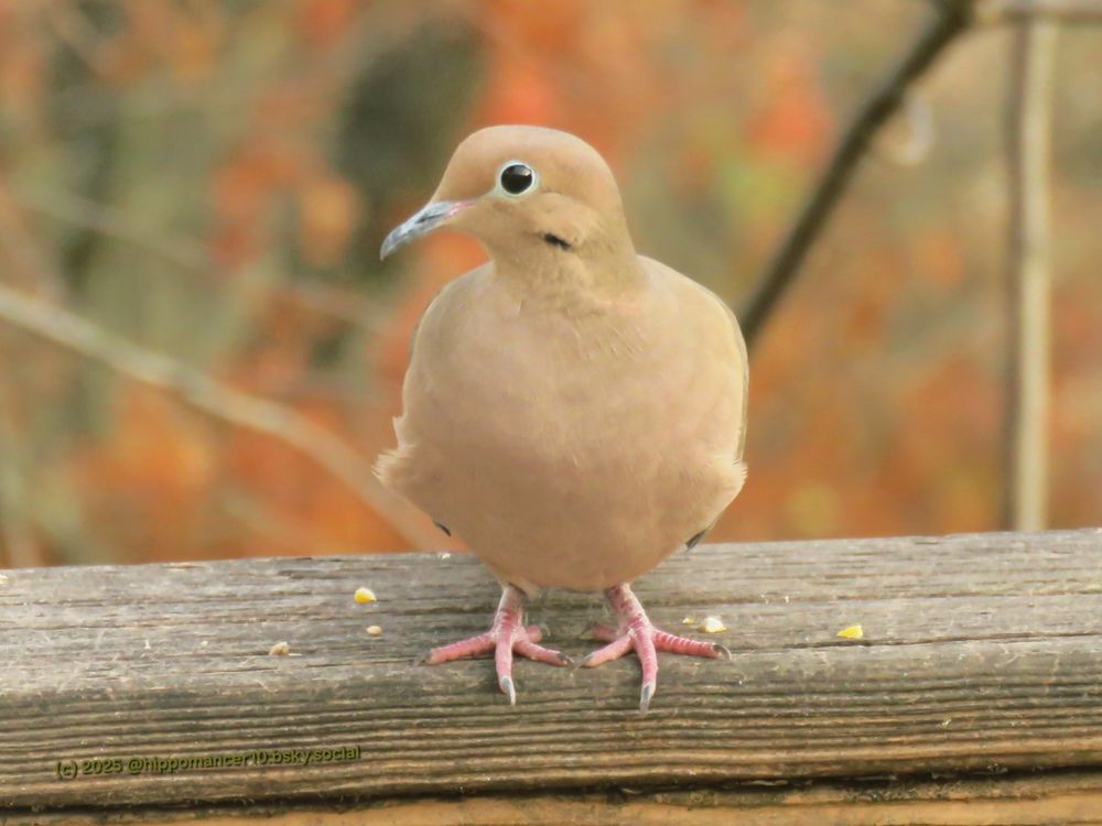 Mourning Dove on a raining looking perplexed. 