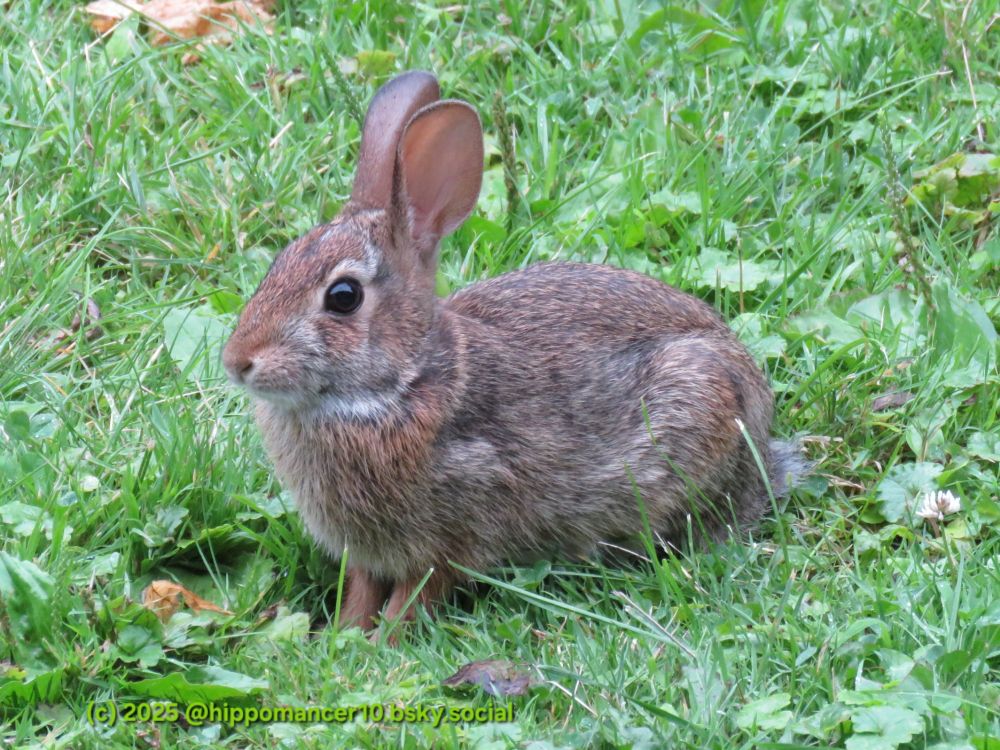 Bunny on grass and leaves