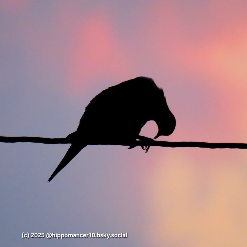 Silhouette of a mourning dove on a power line, bent over and looking at its talons. Red and Grey clouds are in the background. 