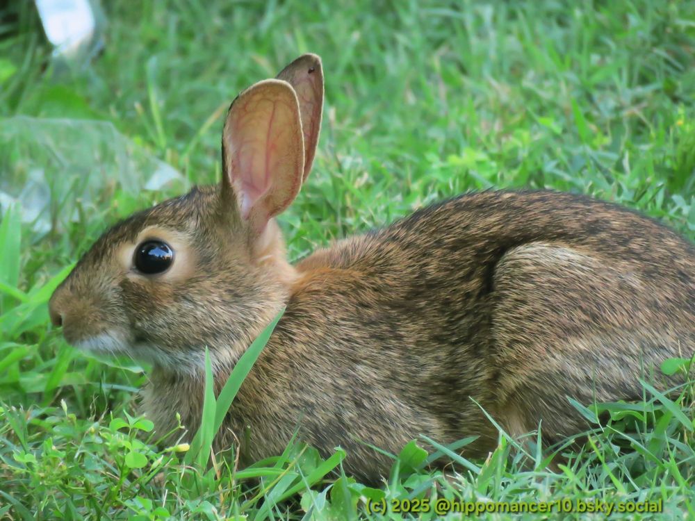 Bunny reclines in the grass