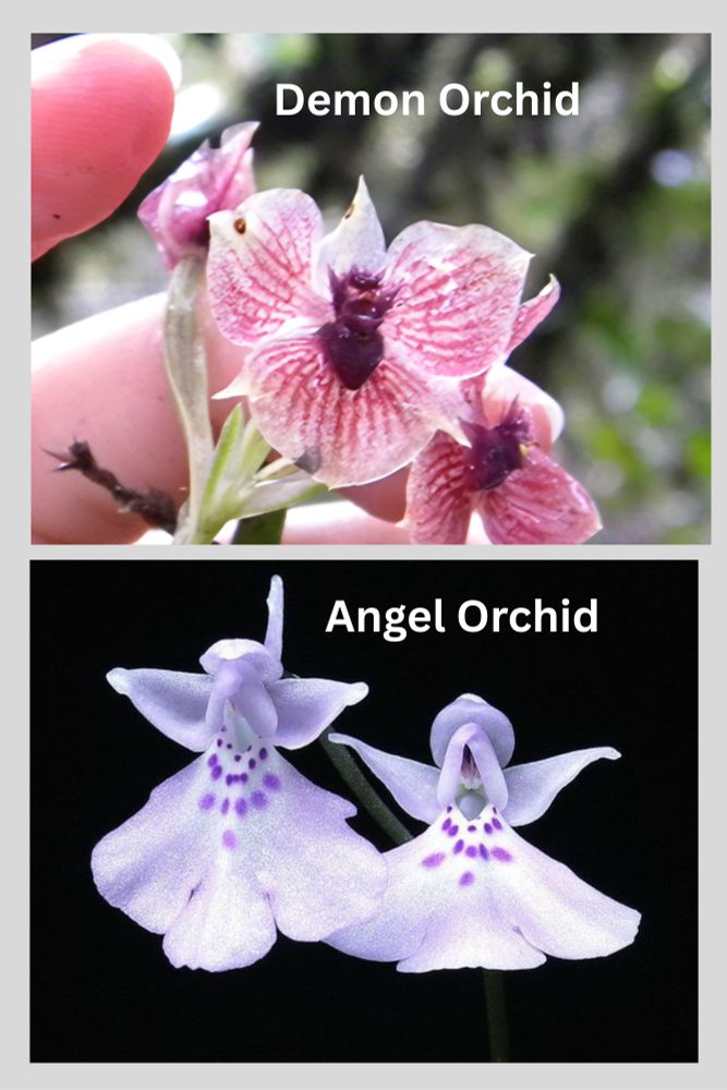 Red Demon Orchid and white Angel Orchid.