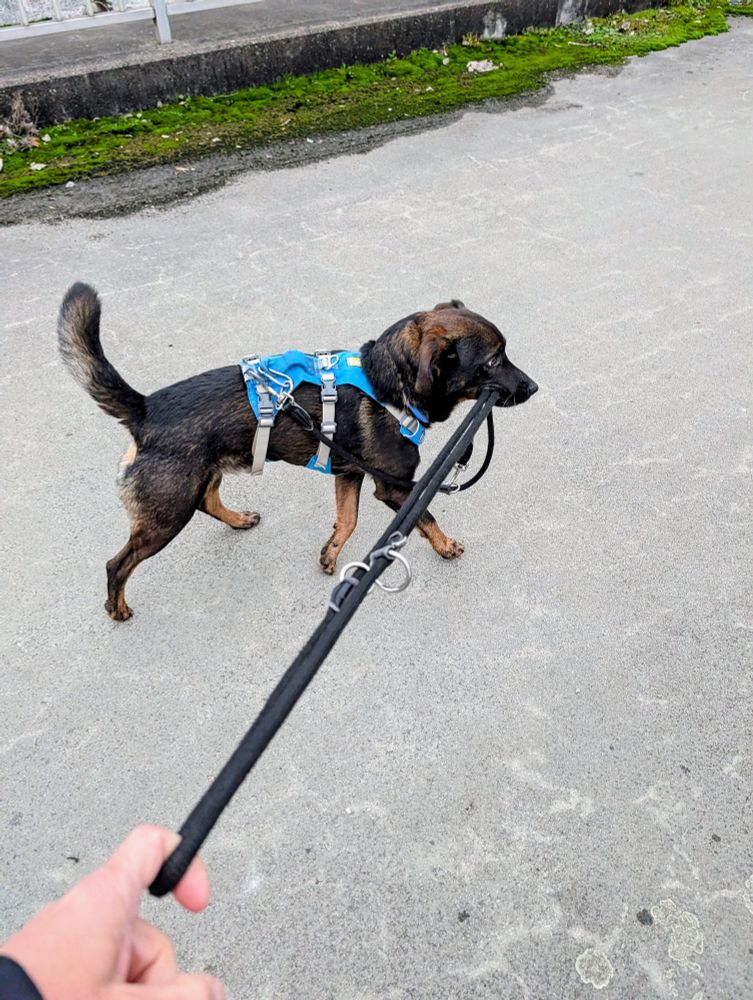 Ein schwarz-brauner Jagdterriermischling mit blauem Geschirr läuft auf einem asphaltierten Weg mit einer Begrenzung aus Stein im Hintergrund. Er ist von der Seite aufgenommen und läuft 1,5 m vor dem Fotografen. Dabei hält er eine schwarze Hundeleine in seiner Schnauze, die zu einer Hand links im unteren Eck des Bildes gespannt und am Zeigefinger eingehängt ist. Es wirkt, als würde er die Person hinter sich herziehen.
