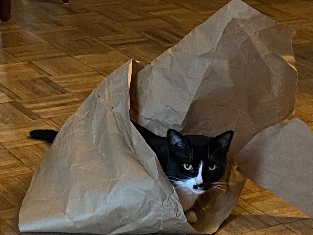 A little tuxedo cat has wrapped herself in a glamorous shawl of plain brown crunchy paper and dares you to mention its uneven hem.