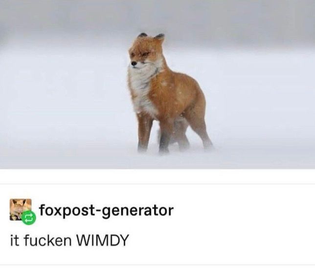 Classic Reddit post featuring a wind-blown fox, majestic and squinty in the snow, with the caption “it fucken WIMDY”