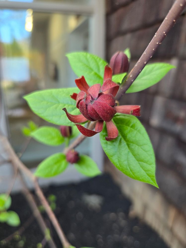 Calycanthus Floridus (Carolina Allspice) 