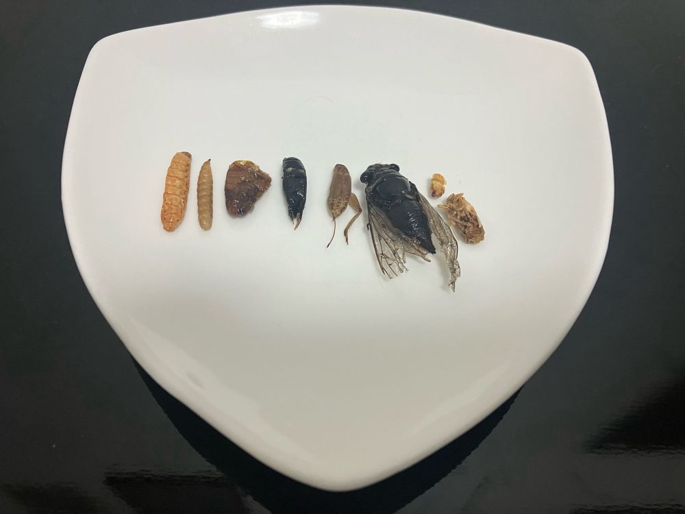 左から順に、たけむし・アメリカミズアブ・カイコのサナギ・フタホシコオロギ・ヨーロッパイエコオロギ・セミ・キイロスズメバチ。