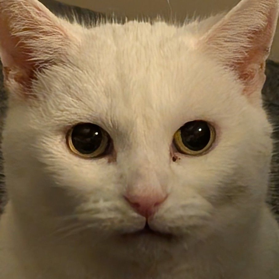 Headshot of a white cat with a neutral but eerie expression, staring directly into the camera
