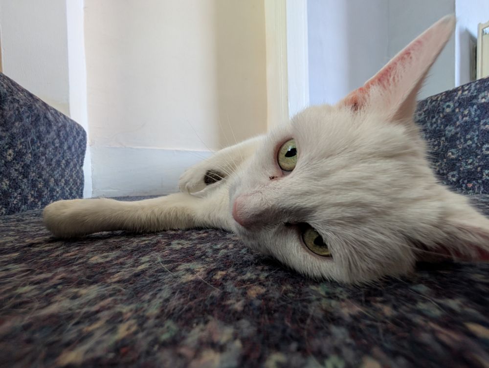 Up close of a white cat laying on her side