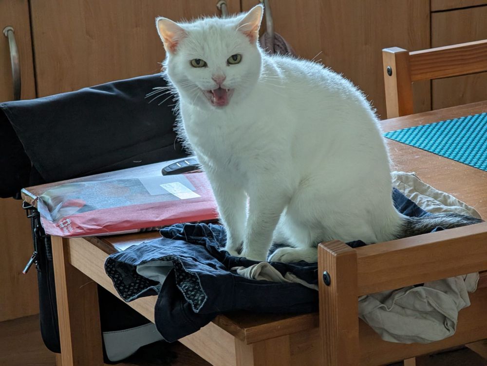Sassy white cat sitting on a pile of freshly cleaned clothes.