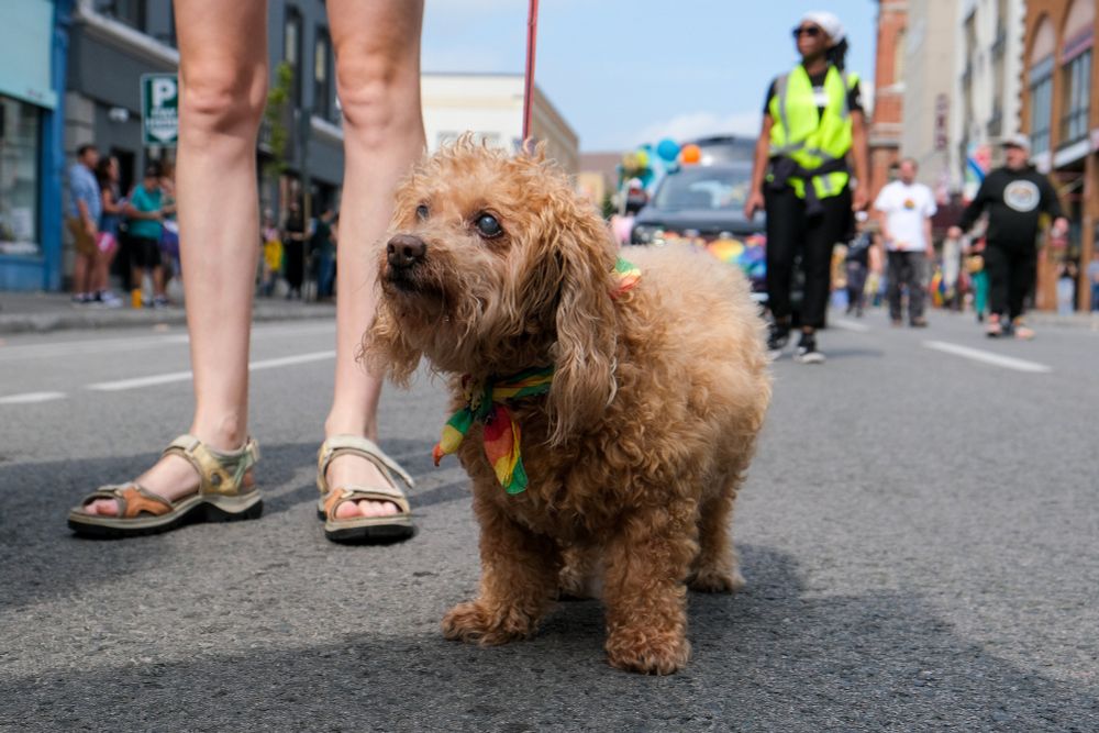 A dog walks in the 2025 Peterborough/Nogojiwanong Pride Parade on September 27, 2025.