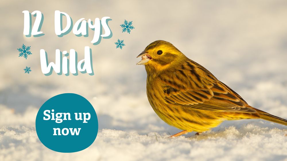 A yellowhammer - a small yellow bird - in the snow. The text reads: 12 Days Wild. Sign up now.