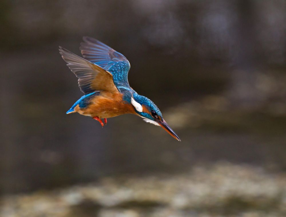 A kingfisher, identified by its bright-blue back and metallic copper breast.