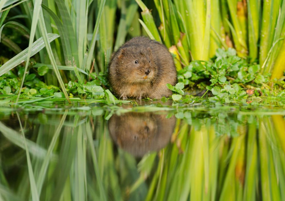 A watervole munching on reeds near a waterway.