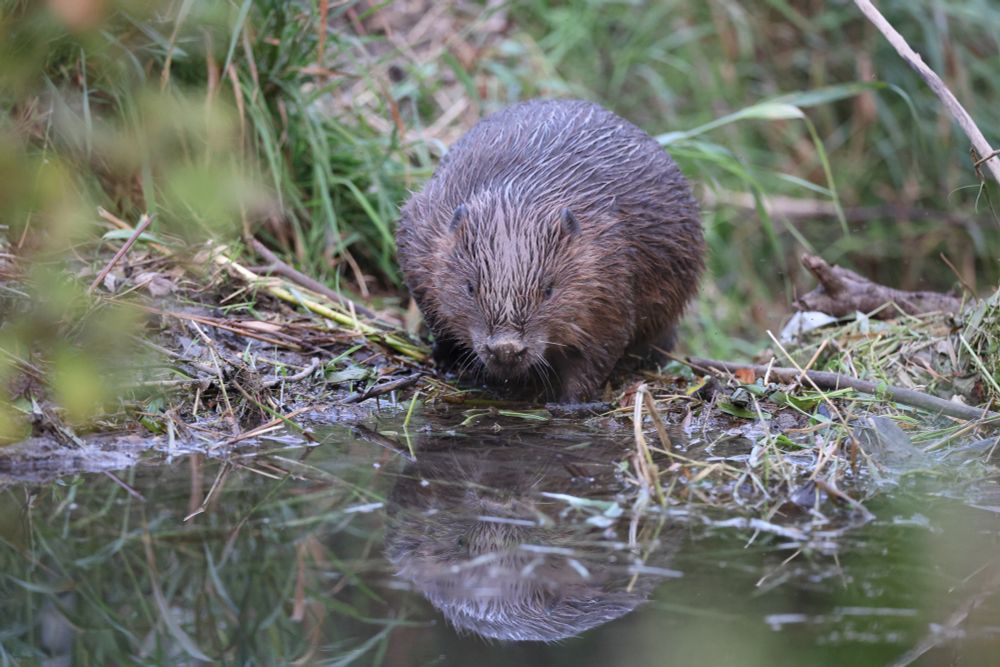 A beaver perched at a river bank looking at its reflection in the water.