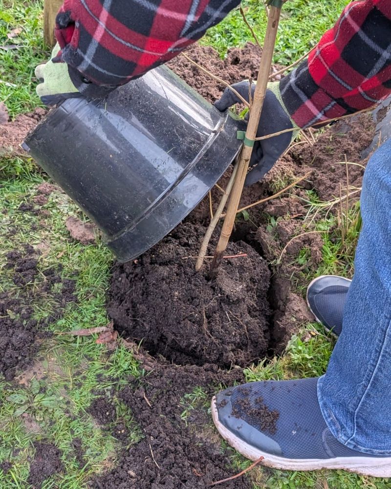 gloved hands remove a sapling from a pot with soil into a hole in the ground.