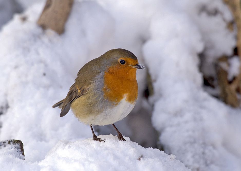 A robin resting on snow covered foliage.