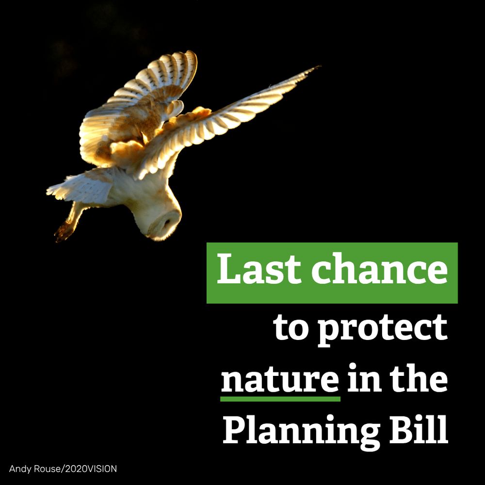 A barn owl flying through the air. The text reads: last chance to protect nature in the planning bill.