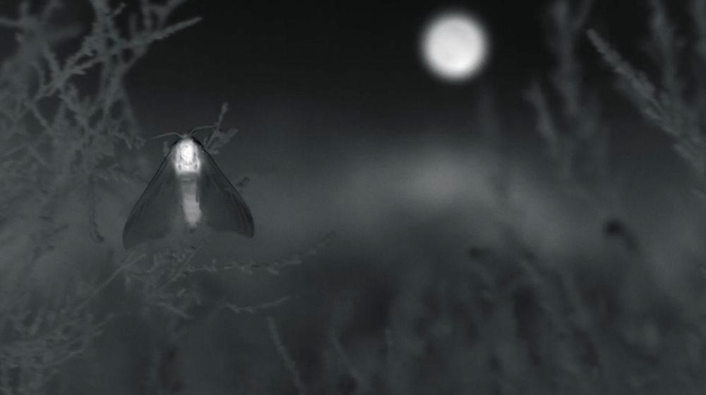 A delicately illuminated moth rests on a plant under a full moon. The photo is monochrome as it was captured using specialist equipment at nigh time.