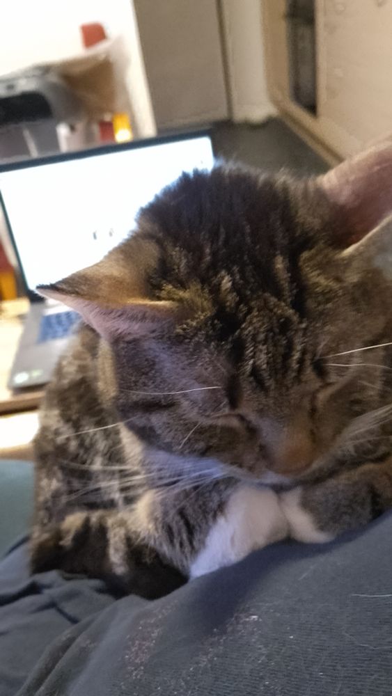 A tabby cat lying on a person sleeping. The background has a computer that can't be used as the cat is in the way.
