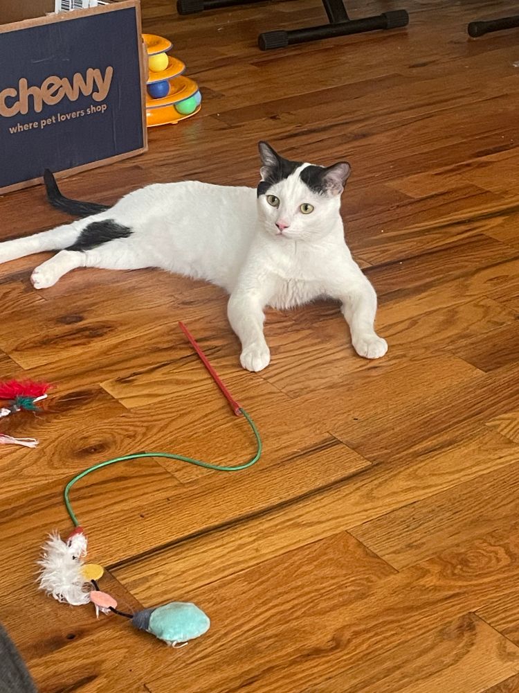 My cat seven laying on the floor. He’s propping himself up with his front legs, which are set far apart.