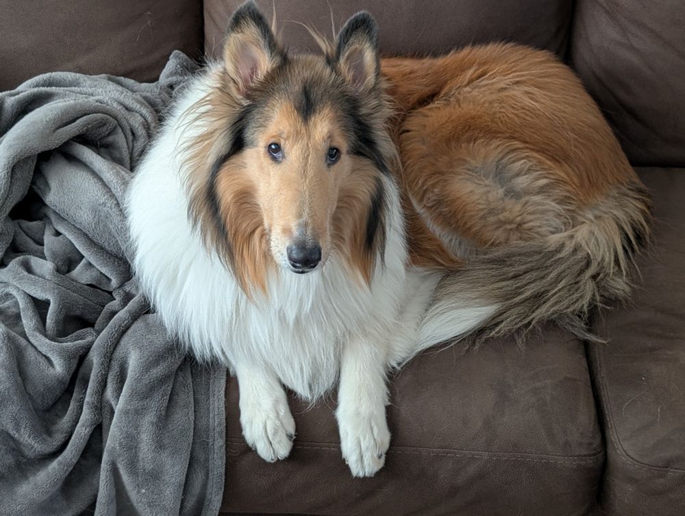 A collie on the couch desperate for attention