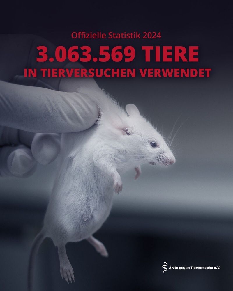 Das Bild zeigt eine Nahaufnahme einer weißen Labormaus, die von einer Person in Gummihandschuhen gehalten wird. Darauf prangt die offizielle Tierversuchsstatistik für das Jahr 2024, welche besagt, dass 3.063.569 Tiere in Tierversuchen verwendet wurden. Die Information wird von der Organisation Ärzte gegen Tierversuche e.V. bereitgestellt.