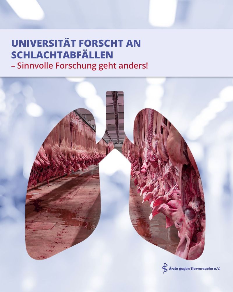 Das Bild zeigt ein Plakat von „Ärzte gegen Tierversuche e. V.“ mit kritischer Botschaft zur Forschung an tierischen Organen. Im oberen Teil steht in großen Buchstaben: „UNIVERSITÄT FORSCHT AN SCHLACHTABFÄLLEN – Sinnvolle Forschung geht anders!“. Der Hintergrund ist hellblau und unscharf, wodurch der Text deutlich hervorsticht. Im unteren Bereich ist eine stilisierte Lungenform zu sehen, die mit einem Foto aus einem Schlachthof gefüllt ist: In der Mitte der Lunge verläuft ein Gang mit an Haken aufgehängten Schweinekörpern, die dicht nebeneinander hängen. Das Bild vermittelt eine düstere, kritische Stimmung und stellt einen visuellen Zusammenhang zwischen Tierkörpern aus der Massentierhaltung und der wissenschaftlichen Nutzung dieser Organe her. Rechts unten befindet sich das Logo und der Schriftzug von „Ärzte gegen Tierversuche e. V.“. Das Motiv prangert an, dass Forschung an Organen getöteter Tiere – hier symbolisiert durch Schweinehälften im Schlachthof – ethisch bedenklich und kein echter Fortschritt ist. Die Bildgestaltung kombiniert wissenschaftliche Symbolik (Lungenform) mit realen Schlachtbildern, um den Kontrast zwischen „Forschung“ und „Tierleid“ eindrücklich hervorzuheben.