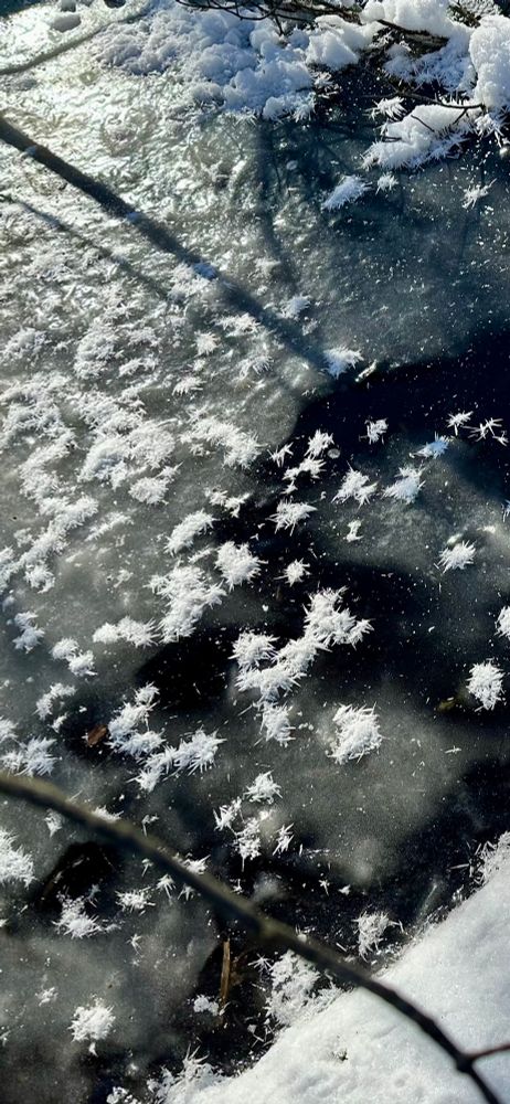 Frost flowers on thin ice. 