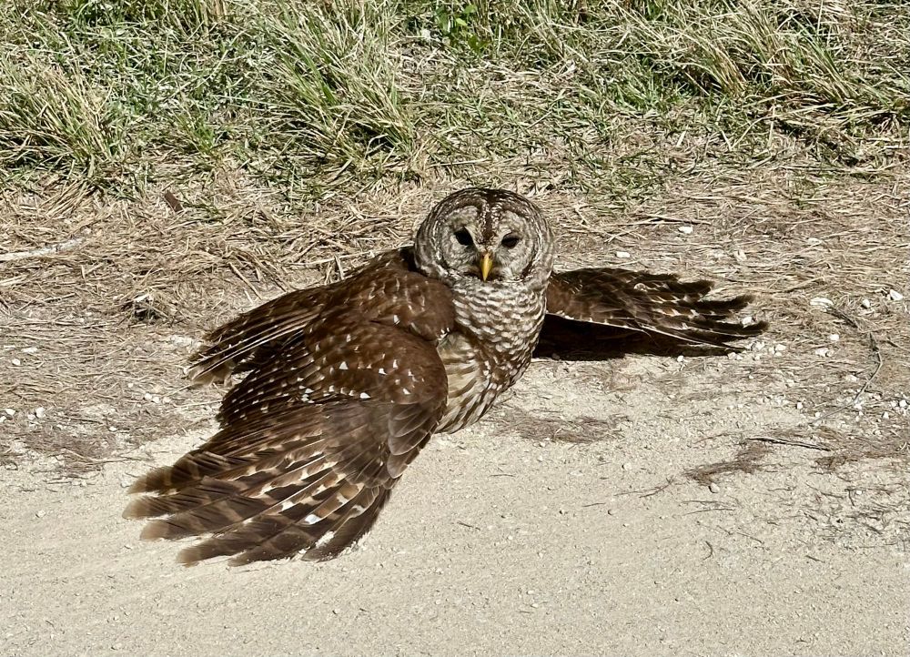 Barred owl with wings spread. 