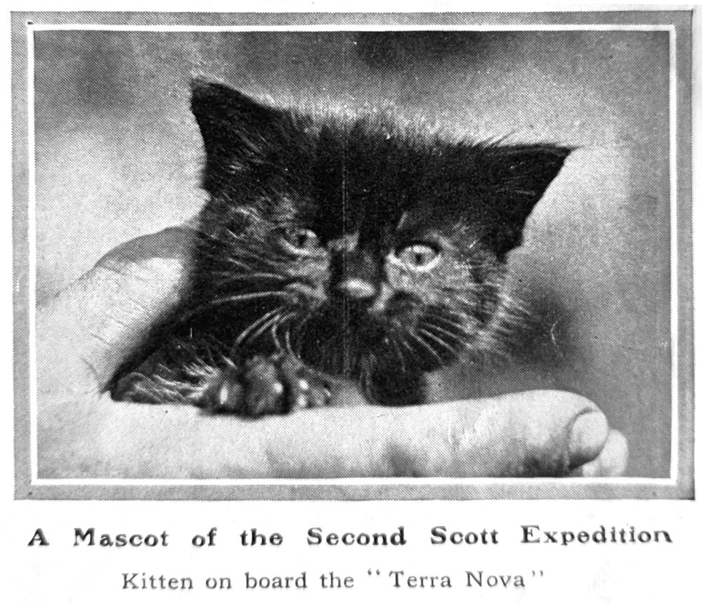 From The Sphere, 24 May 1913. A photo of a small black kitten in someone's beefy hand. Caption: "A mascot of the second Scott expedition. Kitten on board the Terra Nova." Digitised by Sarah Airriess Sept 2025.