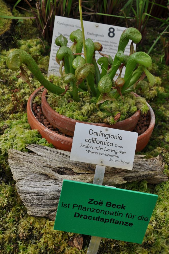Eine Darlingtonia californica im Botanischen Garten in Berlin. Zoë Beck ist Pflanzenpatin für die Draculapflanze.
