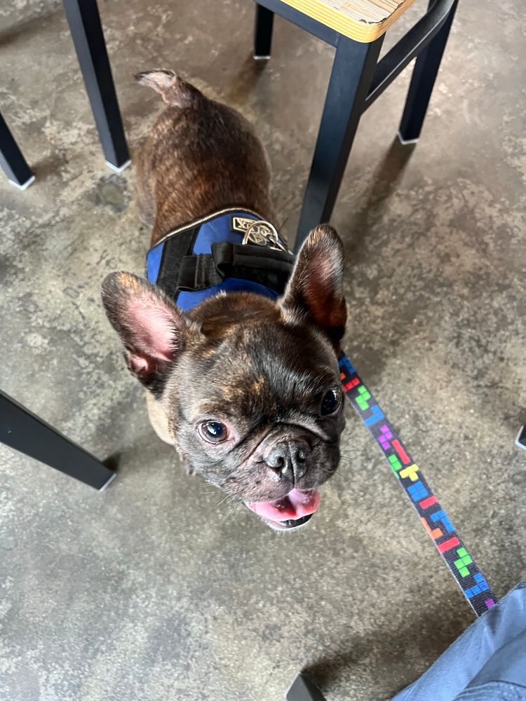 poley a bat eared dog with mouth open
