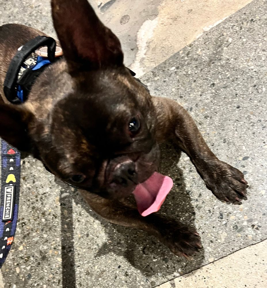 bat eared dog with tongue out