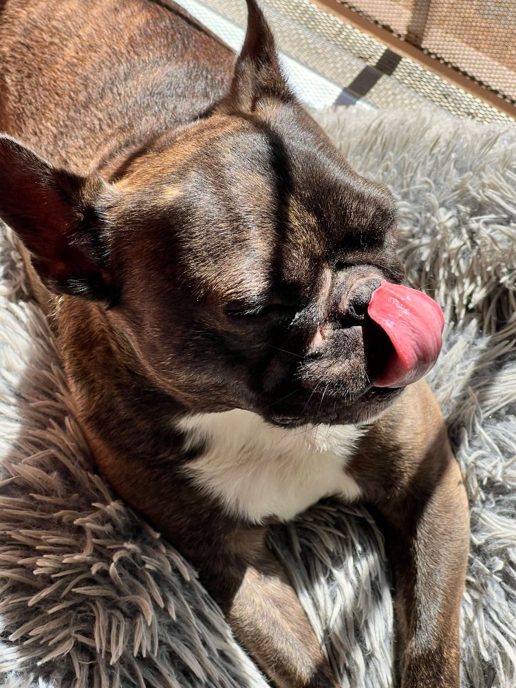 big(ger) dog licking his nose