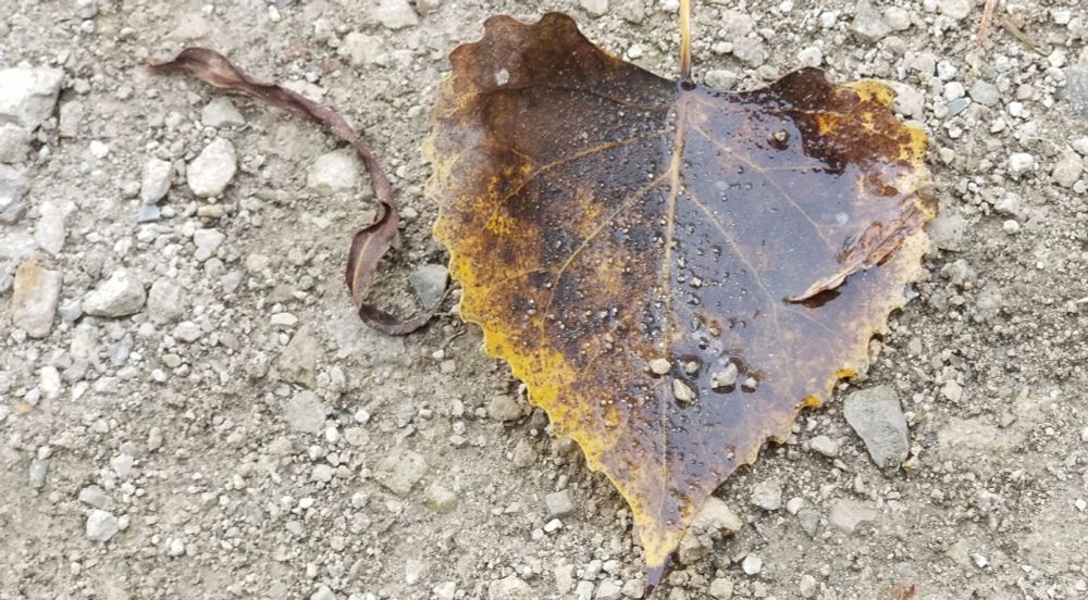 A browning, heart-shaped leaf with gold still clinging to its edges. It bears a small puddle of rain with a cluster of pebbles, and a smattering of tiny forest detritus. From behind, a long, brown, ribbon-like leaf curling outward. They lay upon a mostly dirt-faded gravel path, slightly darkened by the #percolation of rainwater; otherwise of no particular character (photo/mine)