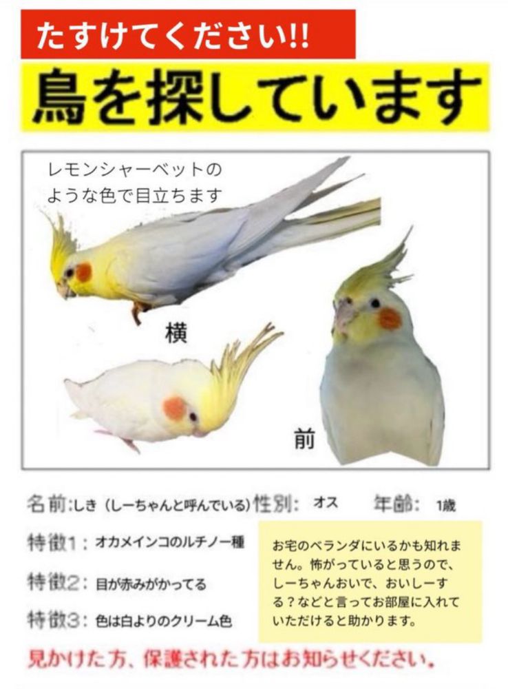 迷いオカメインコ on X: "拡散希望‼️ 助けてください😭🙏🏻  中央区、江東区、港区、品川区  ベランダにいるかも知れません  こまめに見てくださると助かります  目を引くホワイトイエローなので 目立ちます   #拡散希望 #オカメインコ #迷子ペット #助けてください #迷い鳥  #中央区 #江東区 #品川区 #港区 https://t.co/hWiivFEIzs" / X