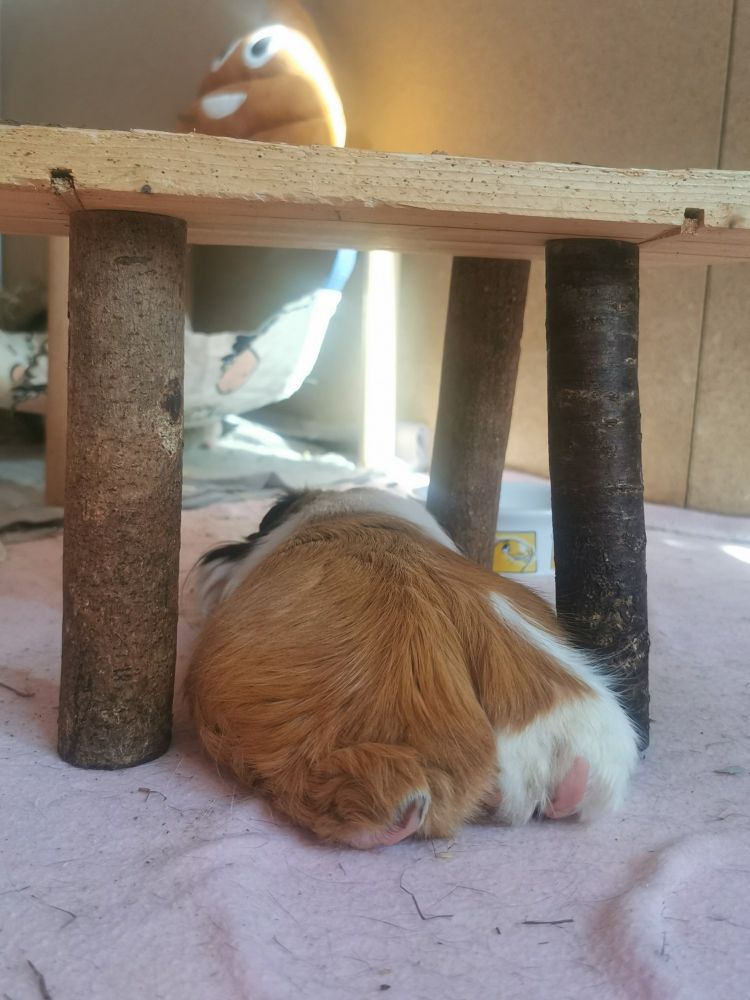 Meerschweinchen von hinten, man sieht einen braunen Schweine Po und ein wenig die Füßchen rausgucken